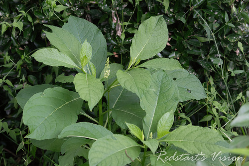 Indian Pokeweed