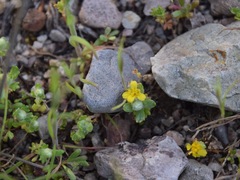 Eriophyllum multicaule