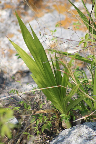 Cyrtopodium macrobulbon, photograph 2