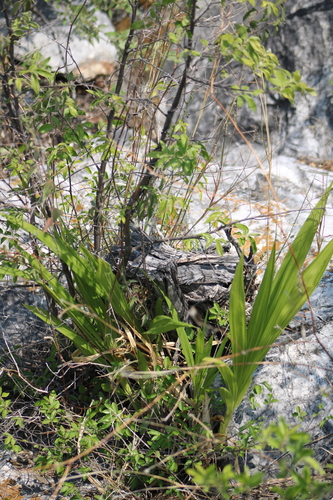 Cyrtopodium macrobulbon, photograph 3