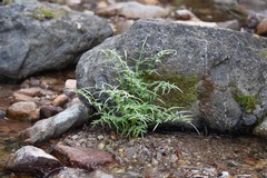 Perideridia californica