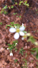 Magnoliopsida