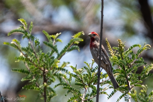 House Finch