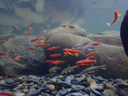 Vuur-shiner (Notropis rubricroceus) — Cyprinidae — 4