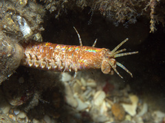 Eunice macrobranchia