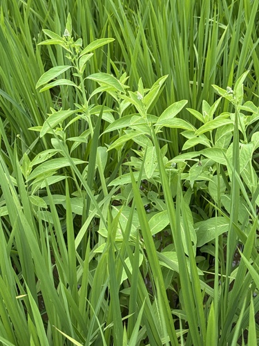 Sphenoclea zeylanica, photograph 1