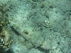 Papilloculiceps longiceps