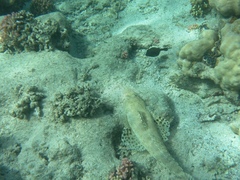 Papilloculiceps longiceps