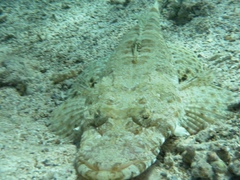 Papilloculiceps longiceps