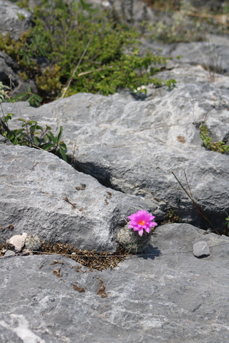 Cochemiea conoidea