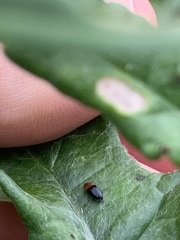 Drapetes rubricollis