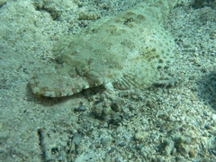 Papilloculiceps longiceps