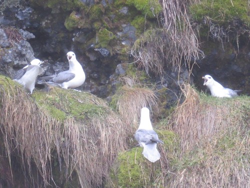Fulmar boreal (Fulmarus glacialis)