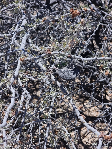 Ebenopsis confinis