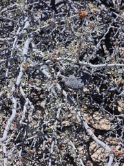 Ebenopsis confinis