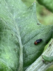 Drapetes rubricollis