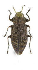 Chrysobothris scabripennis