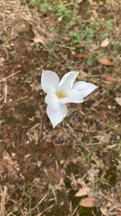 Zephyranthes drummondii