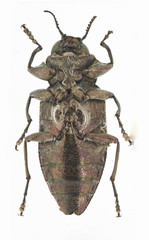 Chrysobothris scabripennis