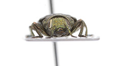 Chrysobothris scabripennis