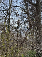 Viburnum rhytidophyllum