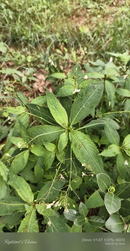 Impatiens radiata