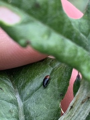 Drapetes rubricollis