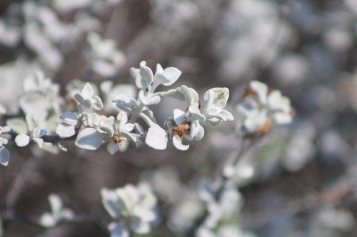 Leucophyllum ambiguum, photograph 4