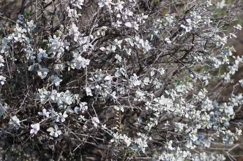 Leucophyllum ambiguum, photograph 3