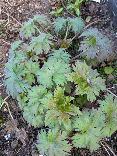 Woolly geranium