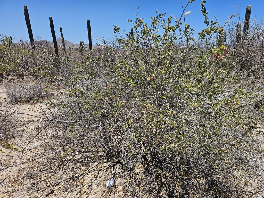 Stegnosperma halimifolium; photograph (c) Erick Vélez Sánchez, some rights reserved (CC BY)