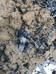 Aphonopelma hentzi