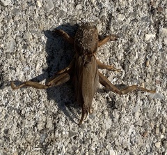 Neoscapteriscus vicinus