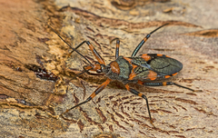 Havinthus rufovarius