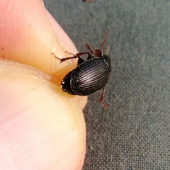 Harpalus tardus