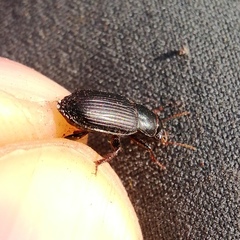 Harpalus tardus