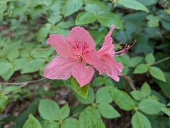 Rhododendron kaempferi, photograph (c) Timur Kalininsky, some rights reserved (CC BY)