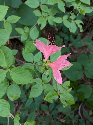 Rhododendron kaempferi, photograph 4
