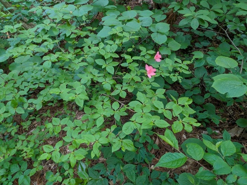 Rhododendron kaempferi, photograph 5