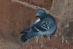 Columba livia domestica
