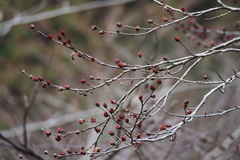 Euptelea polyandra