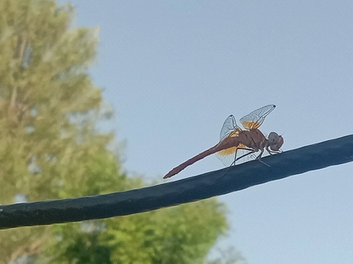 Scarlet Skimmer