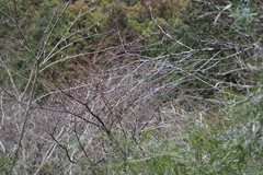 Euptelea polyandra