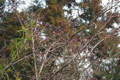 Euptelea polyandra