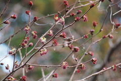 Euptelea polyandra