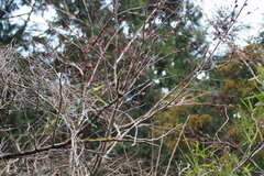 Euptelea polyandra