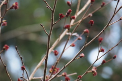 Euptelea polyandra