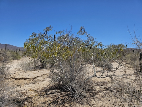 Lysiloma candidum