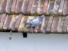 Columba livia domestica