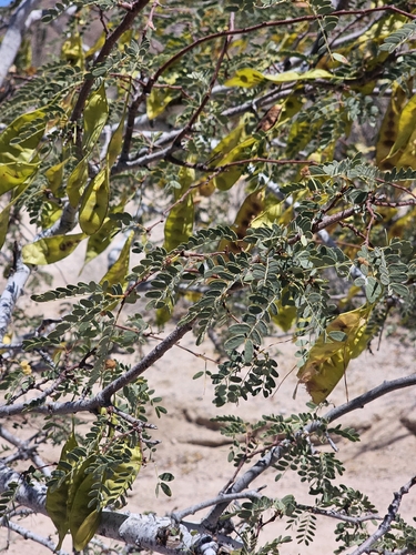 Lysiloma candidum, photograph 2